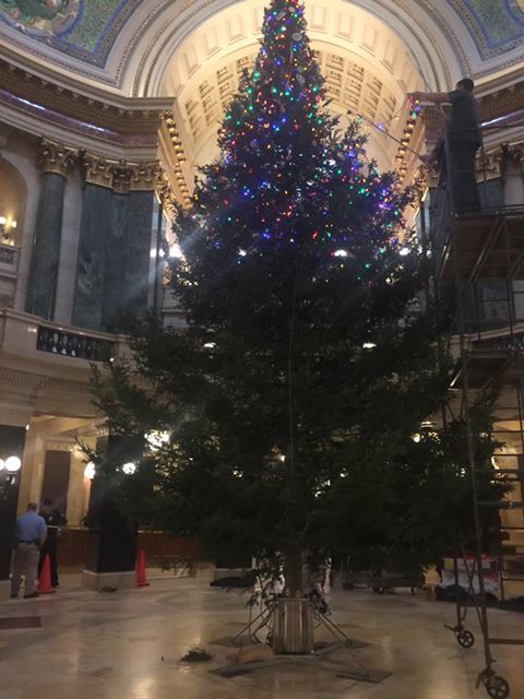 Image may contain: christmas tree
